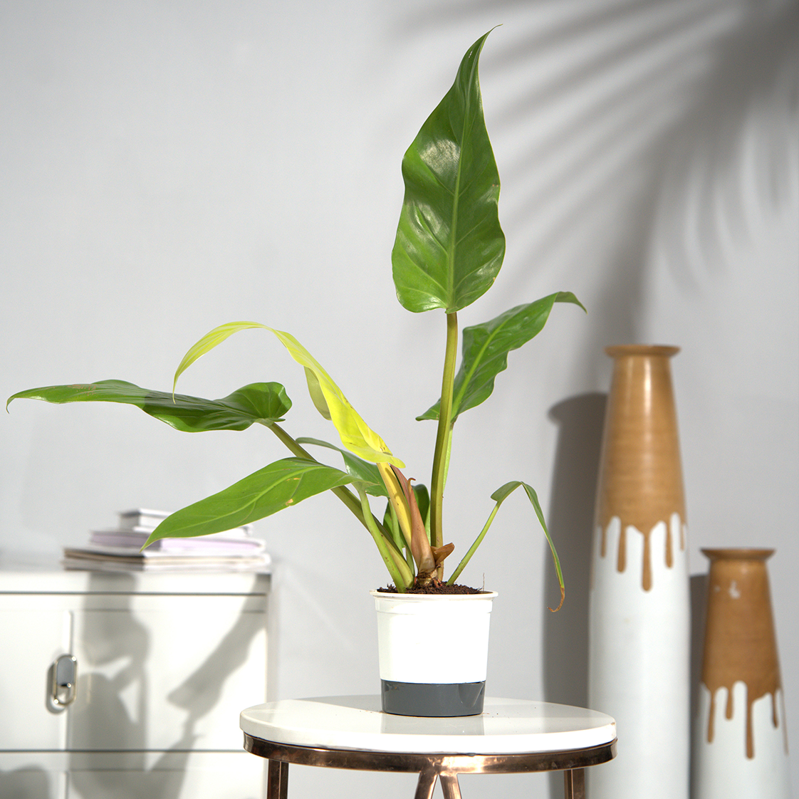Philodendron Erubescens