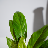 Philodendron Golden Melinonii