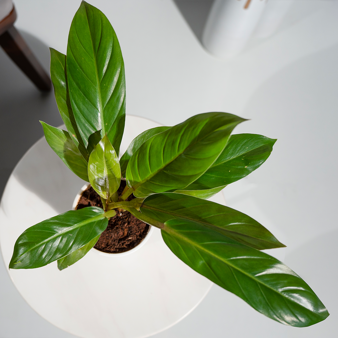 Philodendron Golden Melinonii