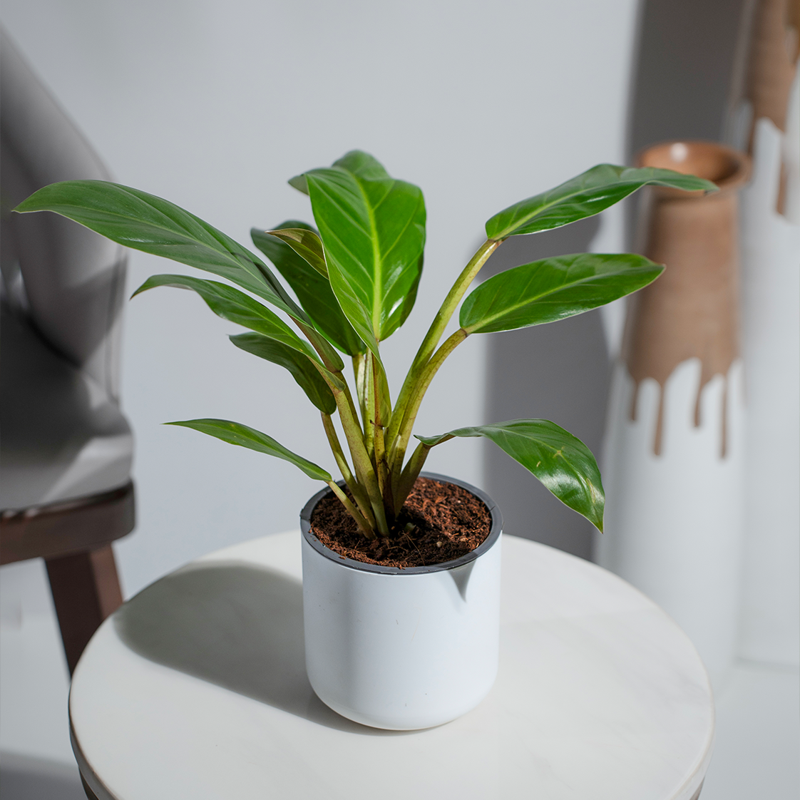 Philodendron Golden Melinonii