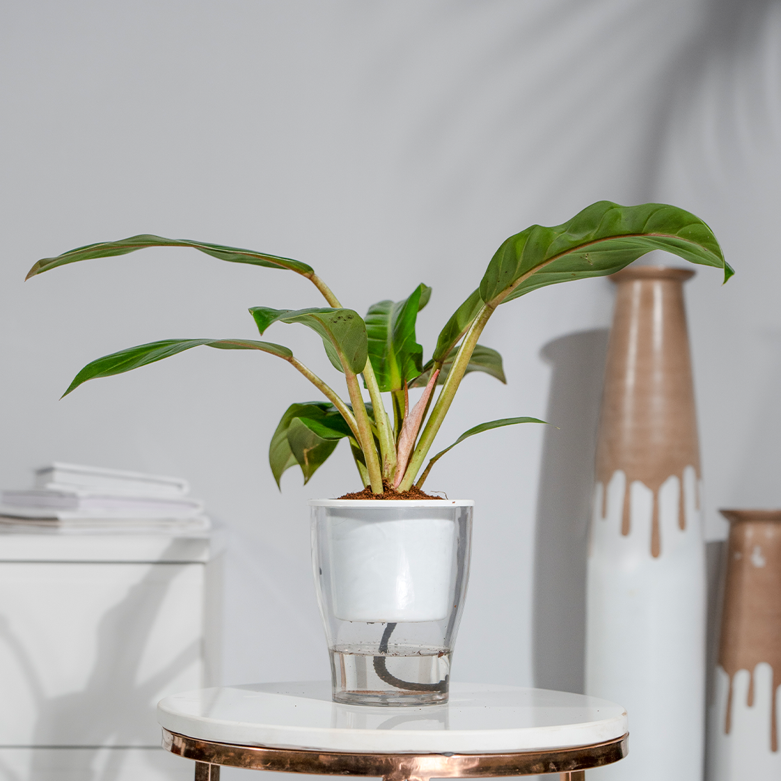 Philodendron Golden Melinonii
