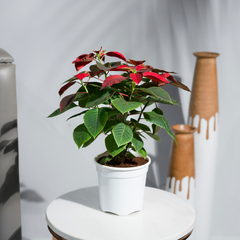 Poinsettia Red