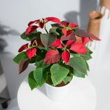 Poinsettia Red
