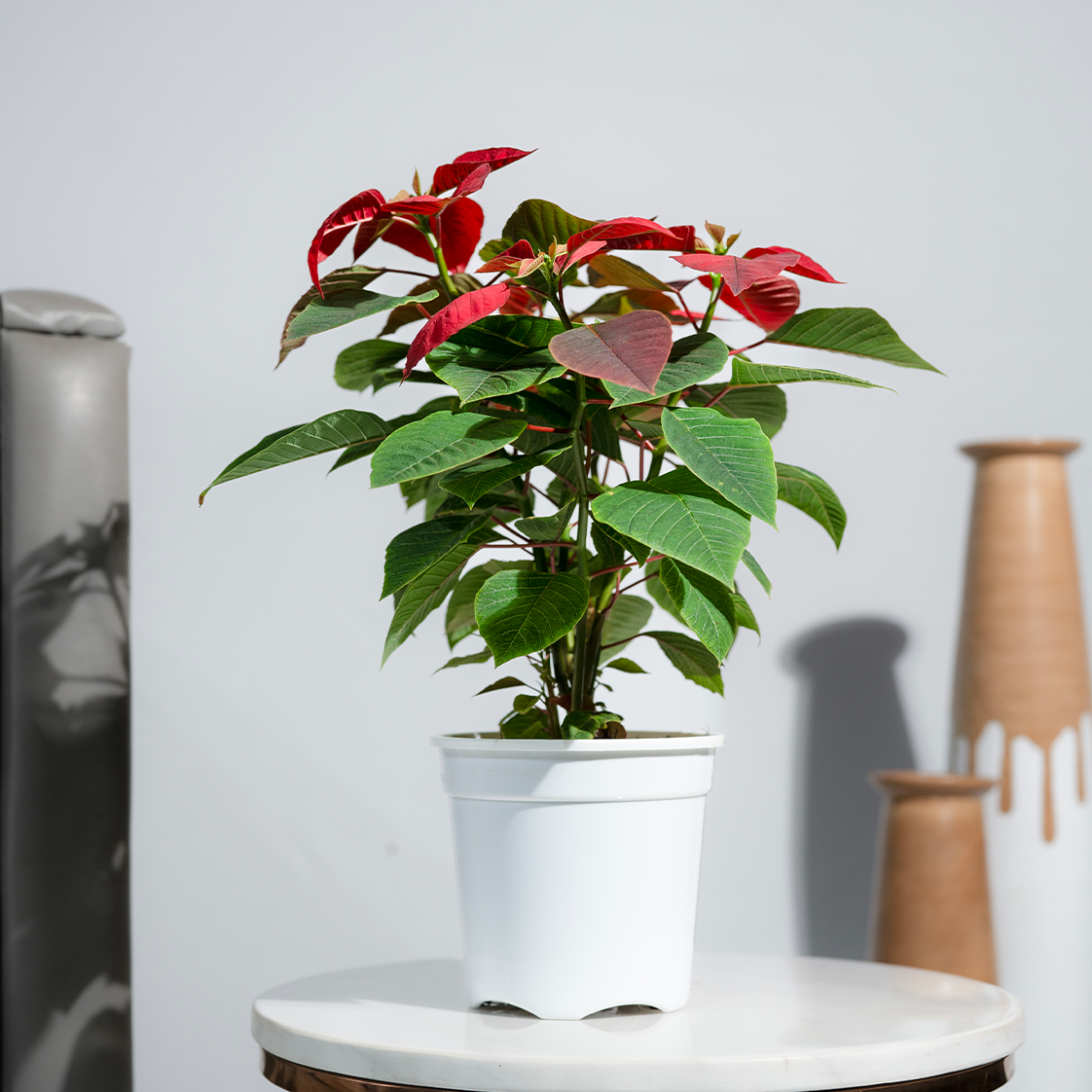 Poinsettia Red