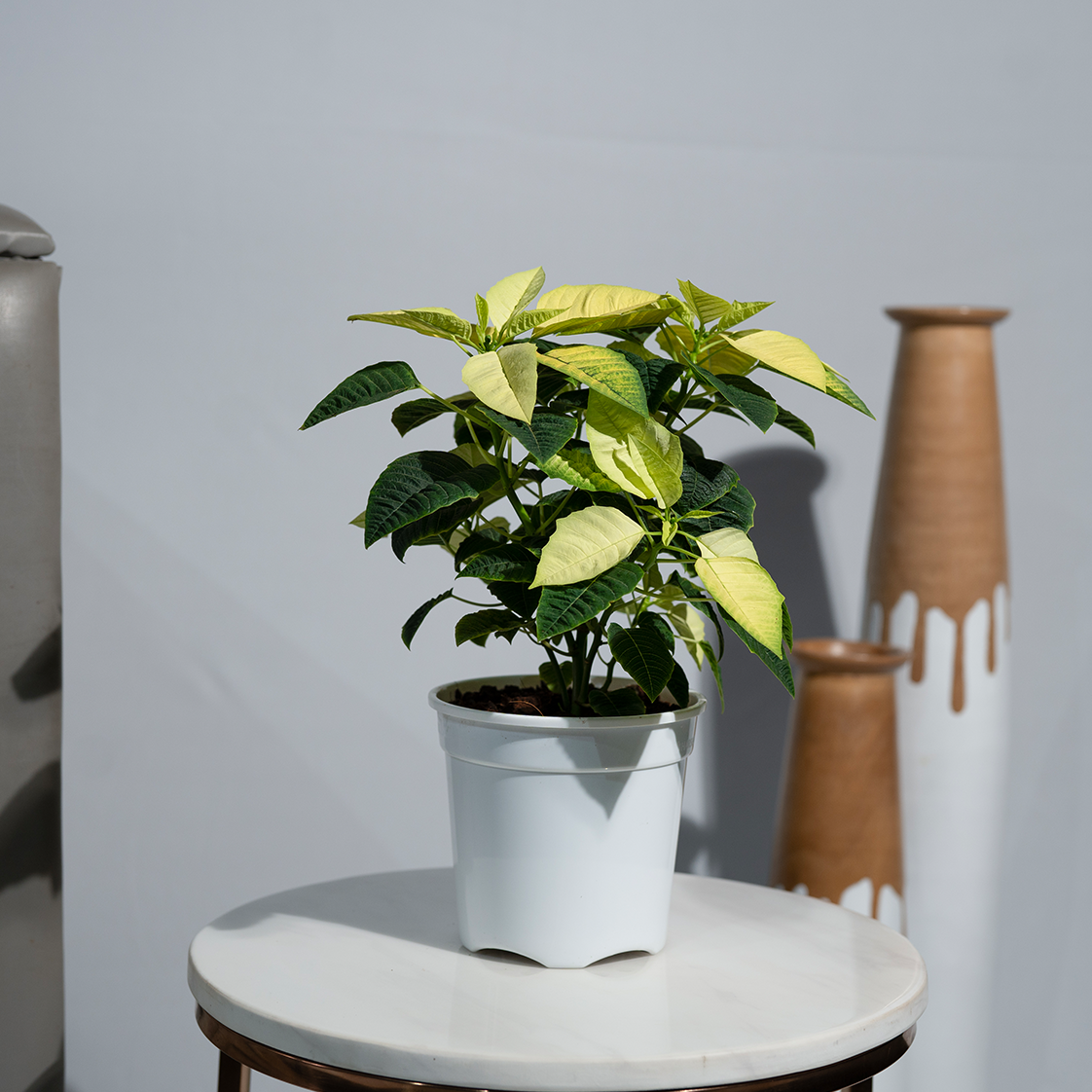 Poinsettia Yellow