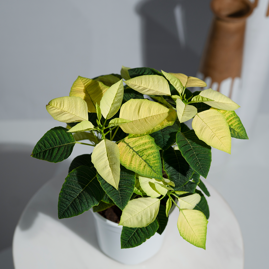 Poinsettia Yellow