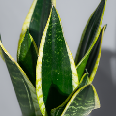 Snake Plant