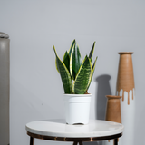Snake Plant