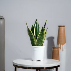 Snake Plant