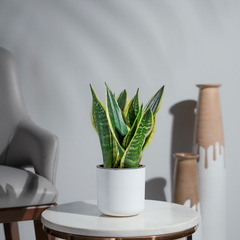Snake Plant