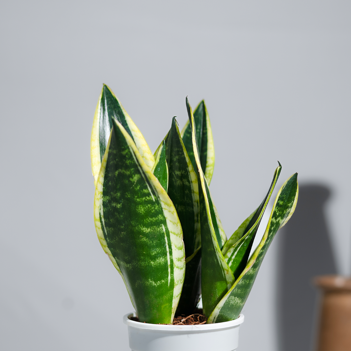 Snake Plant