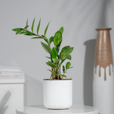 Zamia Green (ZZ Plant)