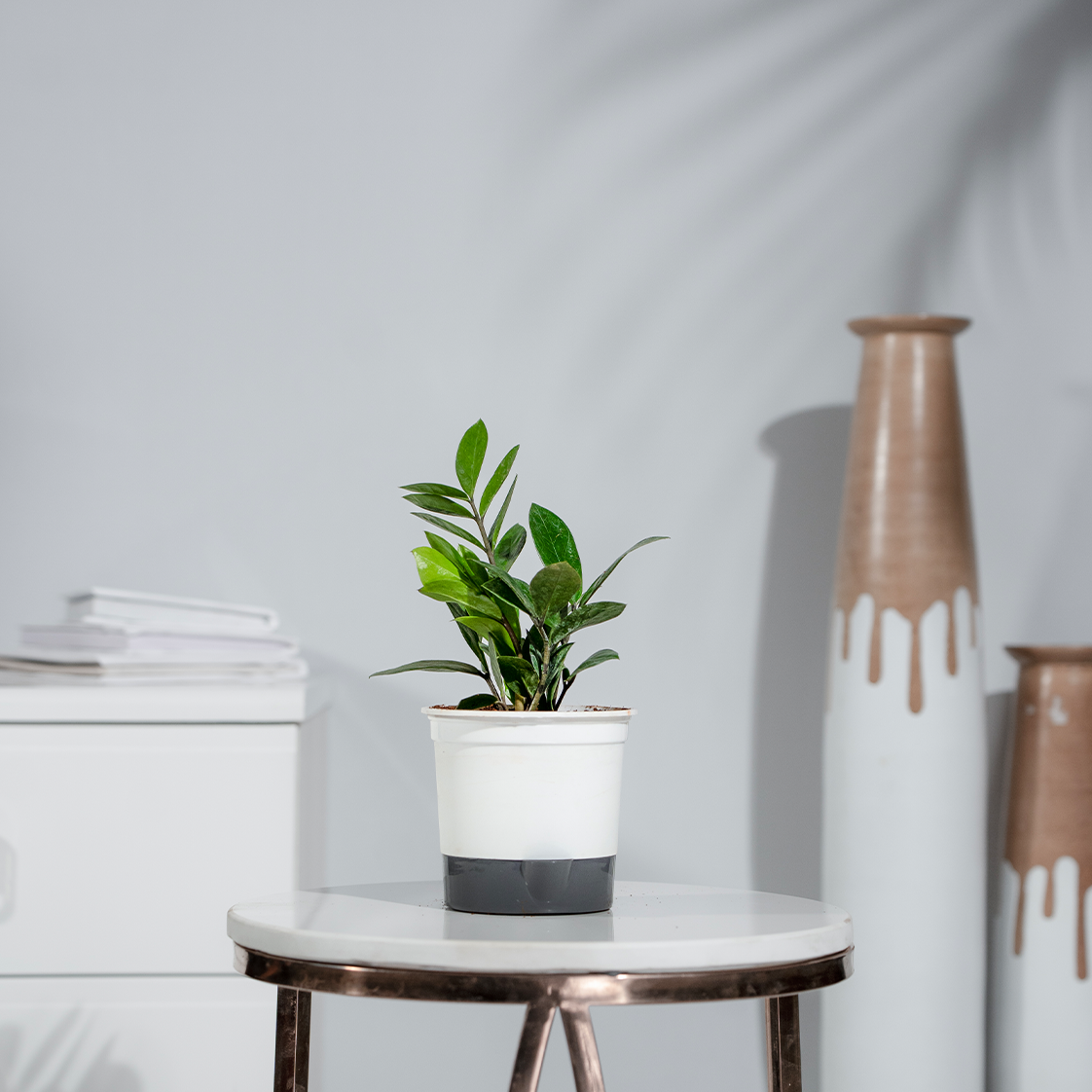 Zamia Green (ZZ Plant)