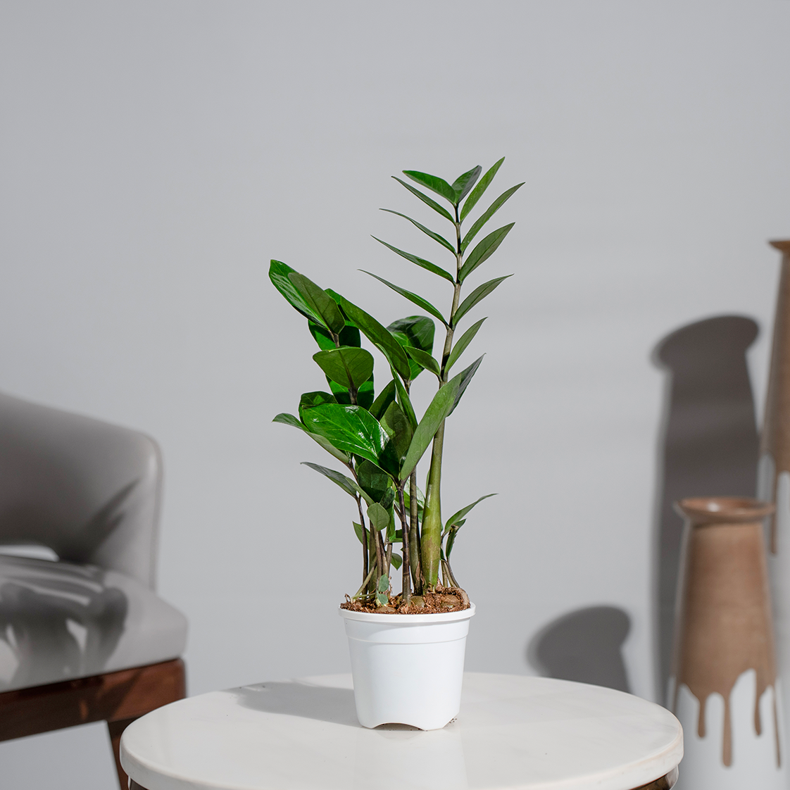 Zamia Green (ZZ Plant)
