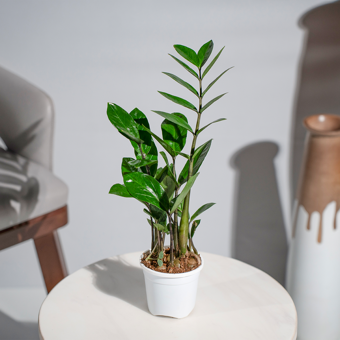 Zamia Green (ZZ Plant)