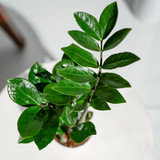 Zamia Green (ZZ Plant)