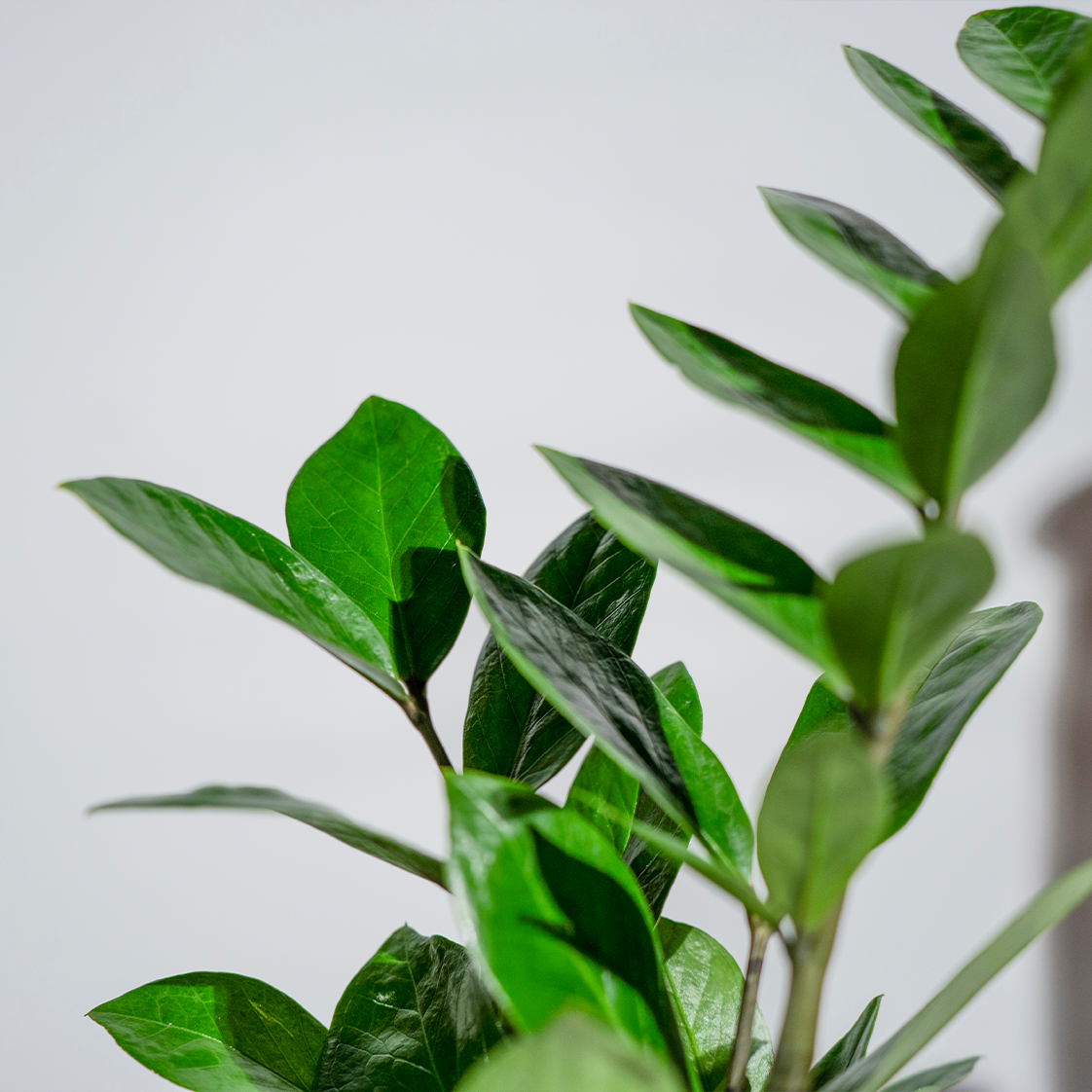 Zamia Green (ZZ Plant)