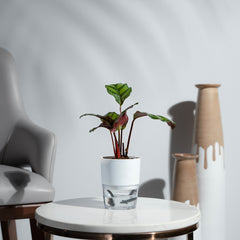 Calathea Rose Apple