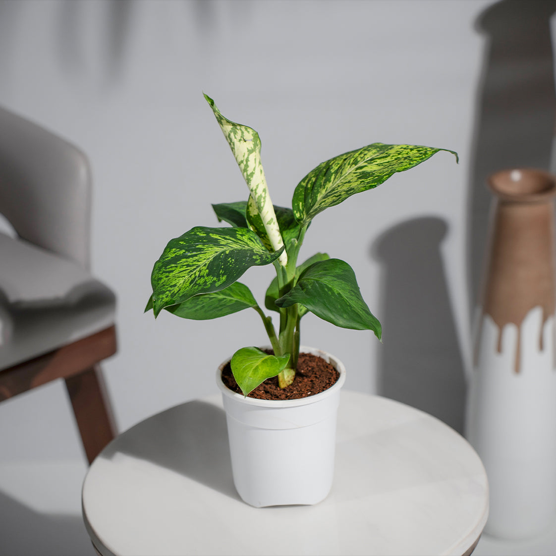Dieffenbachia Sparkles Plant