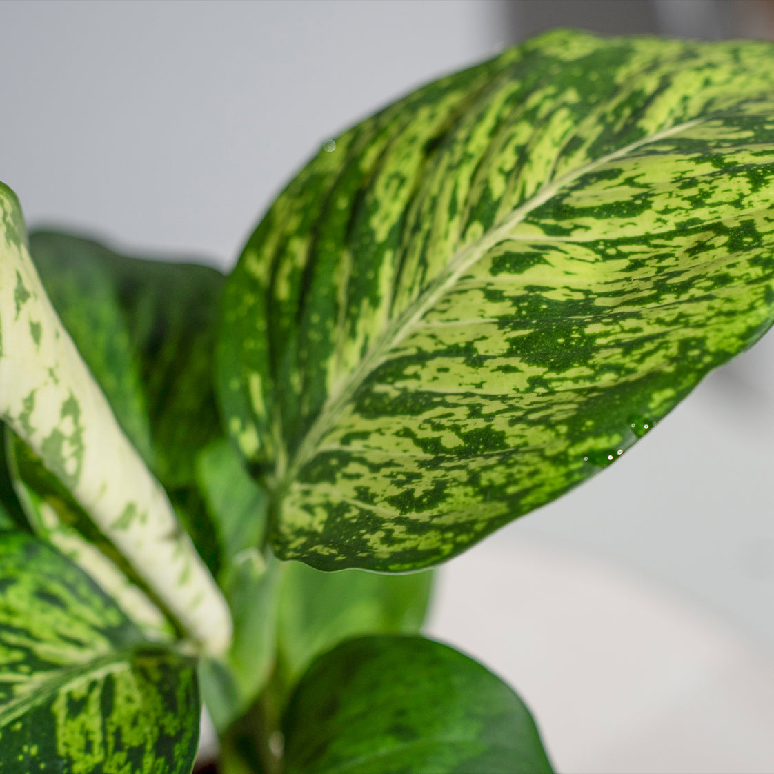 Dieffenbachia Sparkles Plant