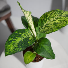 Dieffenbachia Sparkles Plant