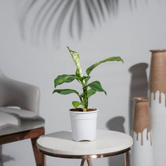 Dieffenbachia Sparkles Plant